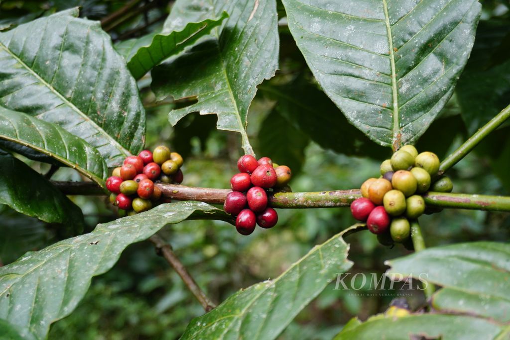Buah-buah kopi robusta (<i>Coffea canephora</i>) tumbuh di perbukitan Kecamatan Bilalang, Bolaang Mongondow, Sulawesi Utara, Kamis (6/5/2021). Wilayah Bilalang dikenal sebagai penghasil kopi robusta, tetapi petani mengeluhkan tanaman yang tua dan tak pernah diremajakan.