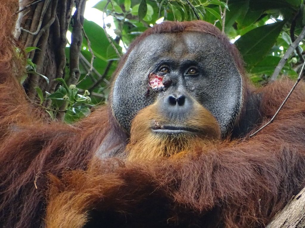 Luka wajah Rakus, orangutan jantan dewasa, yang teramati mengobati luka dengan tanaman obat. Foto diambil dua hari sebelum orangutan ini menempelkan jaring tanaman pada luka. 