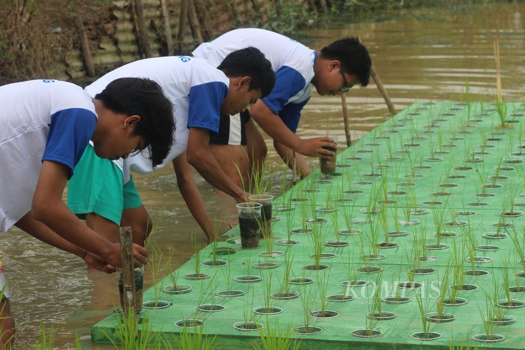 Tiga remaja karang taruna menanam padi apung di Kelurahan Talang Putri, Palembang, Sumatera Selatan, Rabu (12/10/2022).