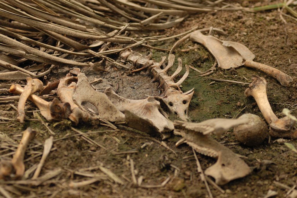 Kematian babi-babi hutan (<i>Sus scrofa</i>) terus berlangsung di wilayah penyangga Taman Nasional Berbak Sembilang, Kematian dalam jumlah besar dikhawatirkan mengganggu keseimbangan ekosistem. Tampak sisa bangkai babi hutan di wilayah Sadu, Tanjung Jabung Timur, Rabu (6/10/2021).