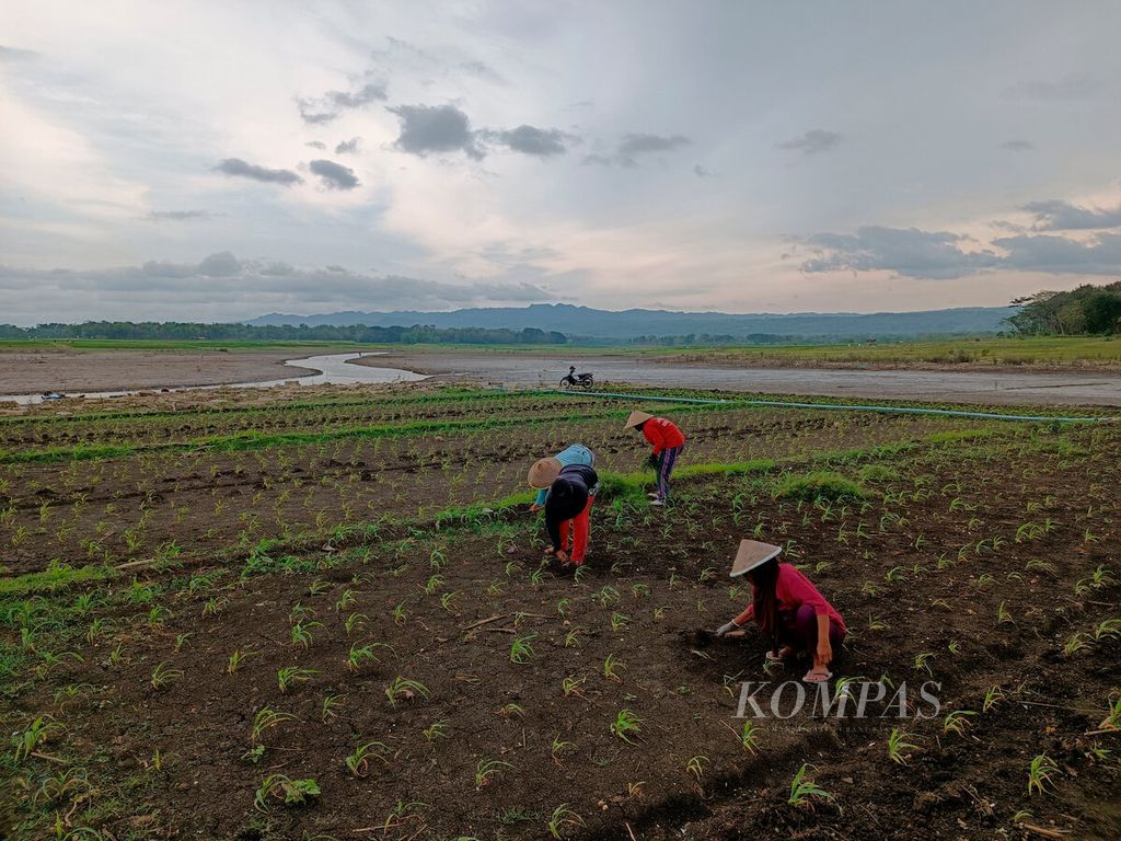 Ilustrasi-Petani menanam bibit jagung dengan memanfaatkan sebagian lahan Waduk Gajahmungkur yang menyurut di Kecamatan Wuryantoro, Kabupaten Wonogiri, Jawa Tengah, Rabu (21/9/2022). 