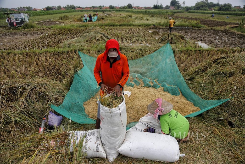 Buruh tani memanen padi di kawasan Pebedilan, Kabupaten Cirebon, Jawa Barat, Jumat (31/3/2023). Pemerintah menaksir produksi beras pada Januari-April 2023 sebesar 13,37 juta ton. Angka ini lebih rendah daripada periode sama tahun lalu yang 13,71 juta ton. 