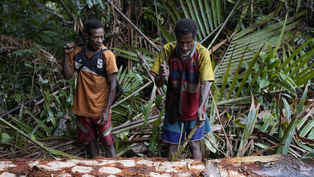 Warga suku Korowai menebang sagu yang akan dijadikan tempat bersarangnya ulat sagu di hutan basah di Dusun Dayo, Distrik Yanimura, Kabupaten Boven Digoel, Papua, Jumat (6/3/2020). Warga masih berpola hidup berburu dan meramu. 