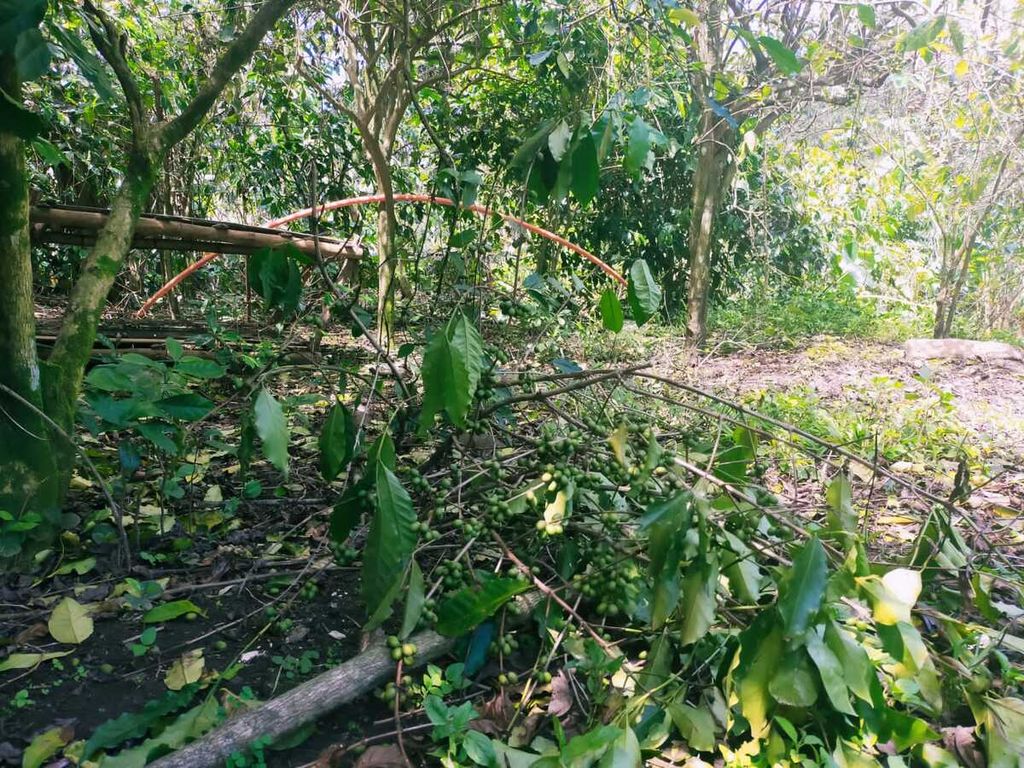 Pohon Kopi Arabica Flores Bajawa Ngada tumbang diterjang angin Badai Seroja, Senin (5/4/2021) dini hari. Feliks Soba.