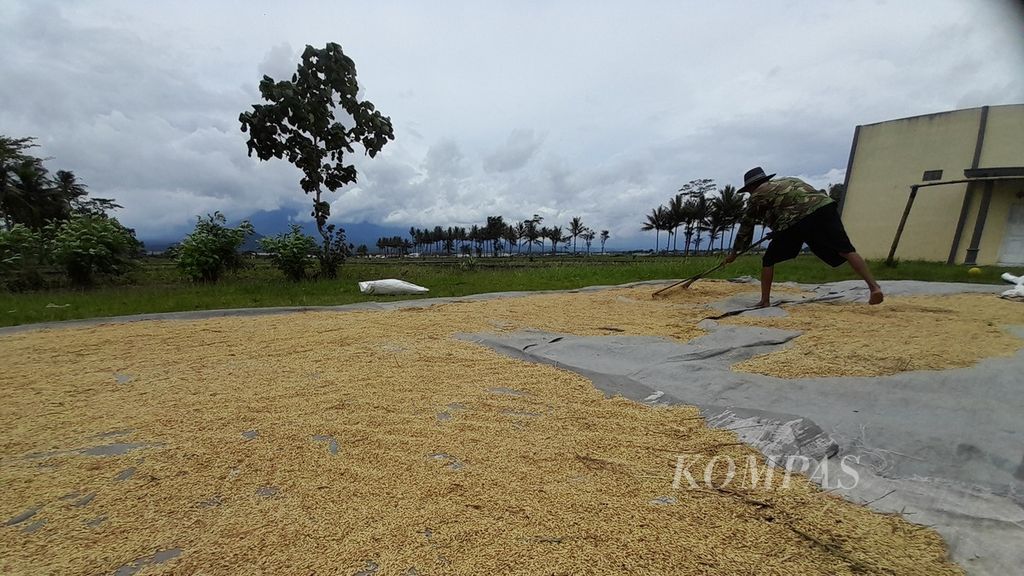Seorang petani di Desa Karangduren, Kecamatan Pakisaji, Kabupaten Malang, Jawa Timur, Rabu (15/2/2023), tengah menjemur gabah hasil panen beberapa hari sebelumnya.