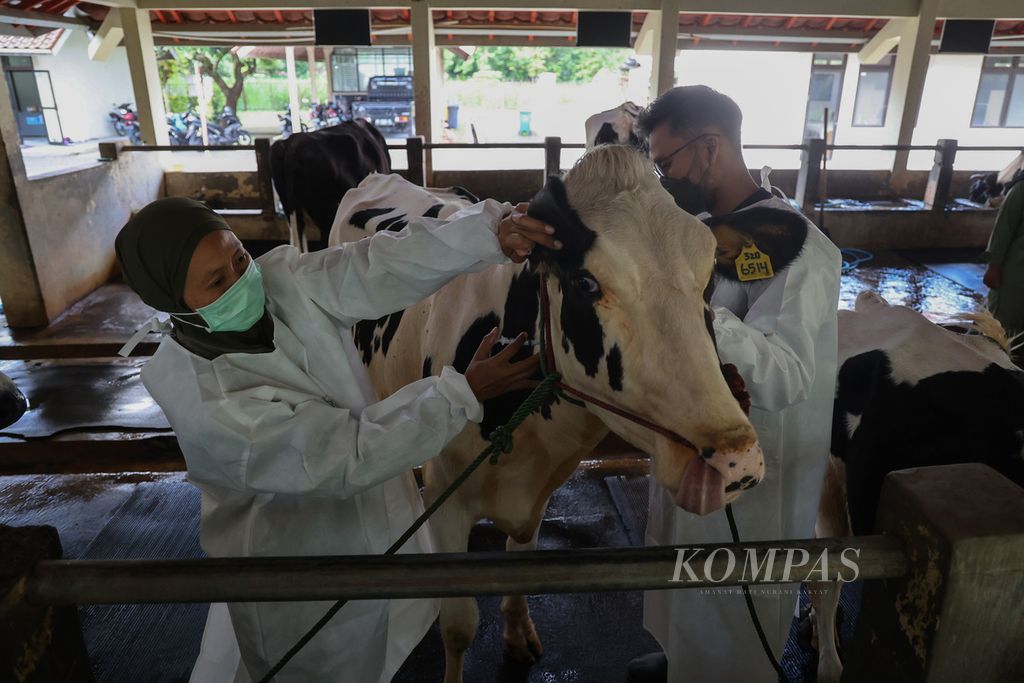 Dokter hewan bersiap menyuntikkan vaksin untuk sapi di kandang Fakultas Kedokteran Hewan Universitas Gadjah Mada, Yogyakarta, Rabu (29/6/2022). Ternak yang dipelihara di kandang itu pada hari tersebut mendapat suntikan vaksin untuk mencegah penyebaran penyakit mulut dan kuku (PMK). Hingga 28 Juni 2022, tercatat 7.046 ternak di DI Yogyakarta telah tertular PMK. Sebanyak 68 hewan ternak di antaranya mati dan 65 hewan lainnya harus dipotong paksa.