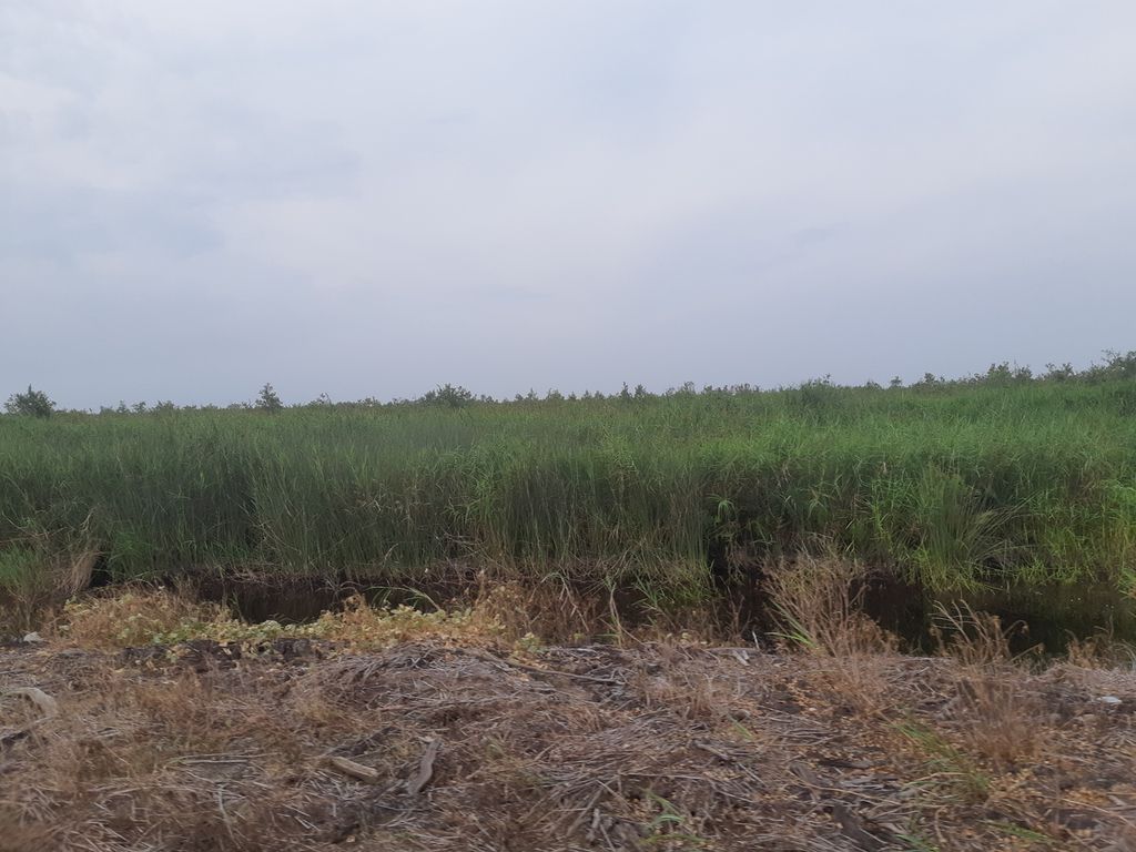Hamparan purun yang ada di kawasan Sepucuk, Kecamatan Pedamaran, Kabupaten Ogan Komering Ilir Sumatera Selatan, Senin (7/6/2021). Keberadaan purun kian terancam karena adanya alih fungsi lahan dari gambut menjadi komoditas perkebunan monokultur.