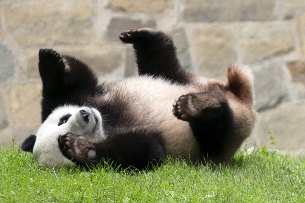 Panda bernama Xiao Qi Ji tengah bermain di atas rumput di Smithsonian National Zoo di Washington, Amerika Serikat, Kamis (28/9/2023). Xiao Qi Ji bersama orangtuanya, Tian Tian dan Mei Xiang, akan habis perjanjian sewanya dan akan kembali ke China bulan Desember nanti.