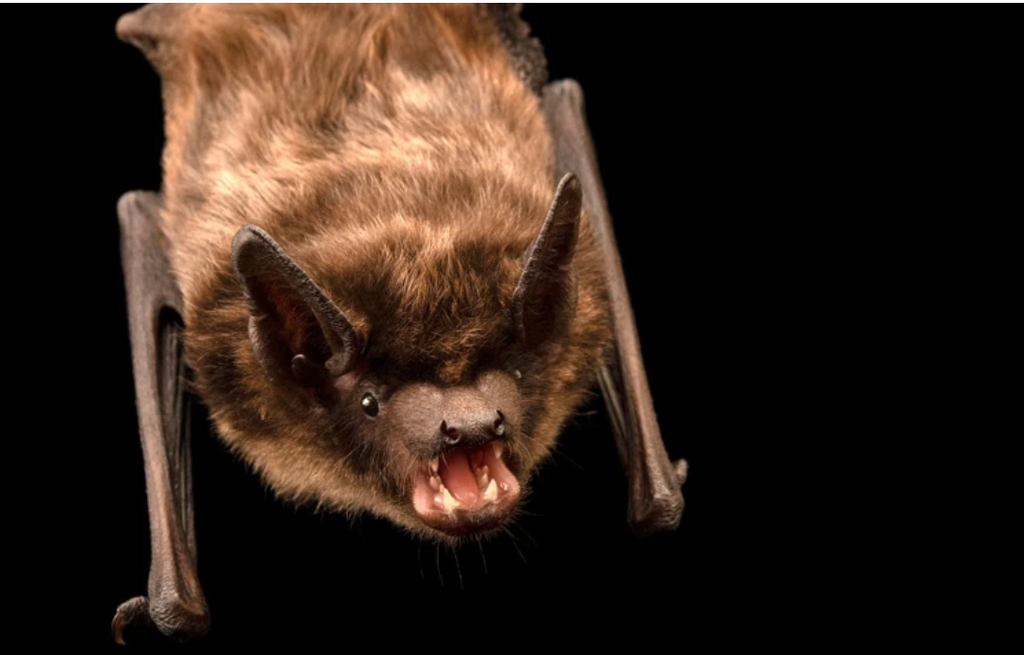 Male<i>serotinus</i> bats have penises that when erect can reach 22 percent or almost a quarter of their body length.