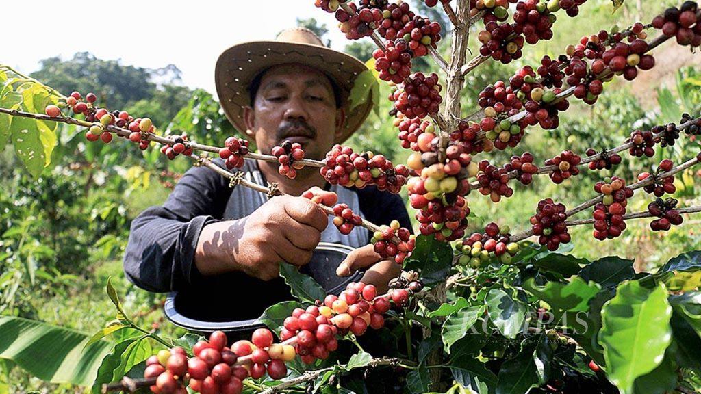 Seorang petani memetik kopi arabika di Kabupaten Aceh Besar, Aceh, Sabtu (17/3/2017). 