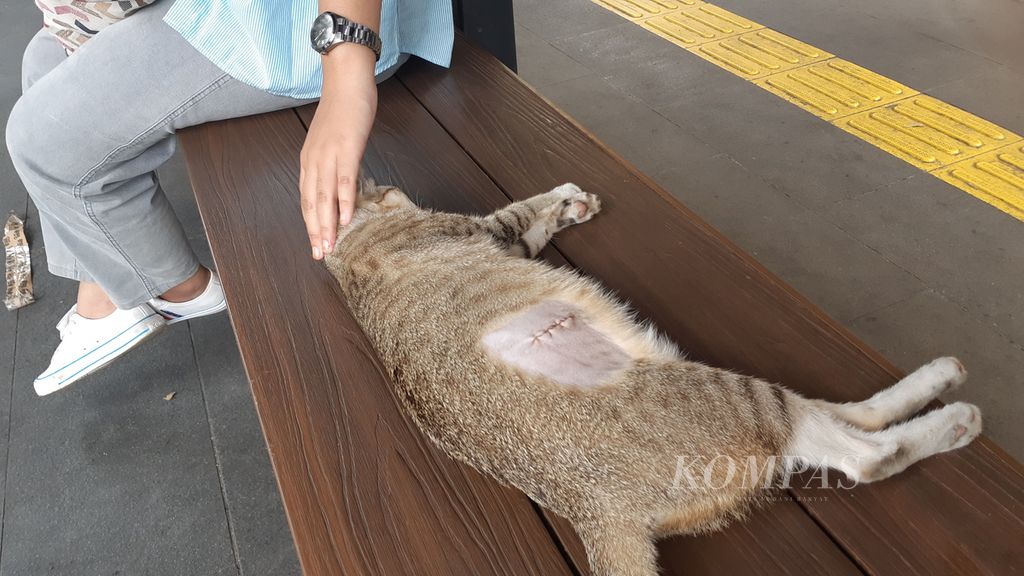 Seekor kucing betina dengan bekas jahitan di perut bekas operasi sterilisasi tidur di bangku halte bus di kawasan Stasiun Gondangdia, Menteng, Jakarta Pusat, Senin (17/7/2023). 