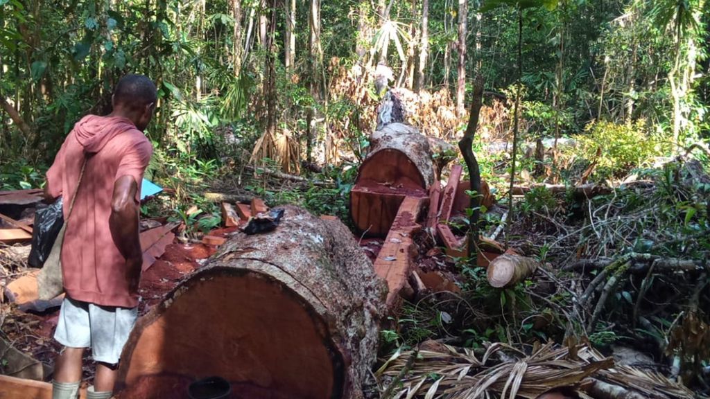 Warga melaksanakan patroli di lokasi pembalakan hutan secara ilegal di Distrik Nimbokrang, Kabupaten Jayapura, pada 2 Mei 2022.