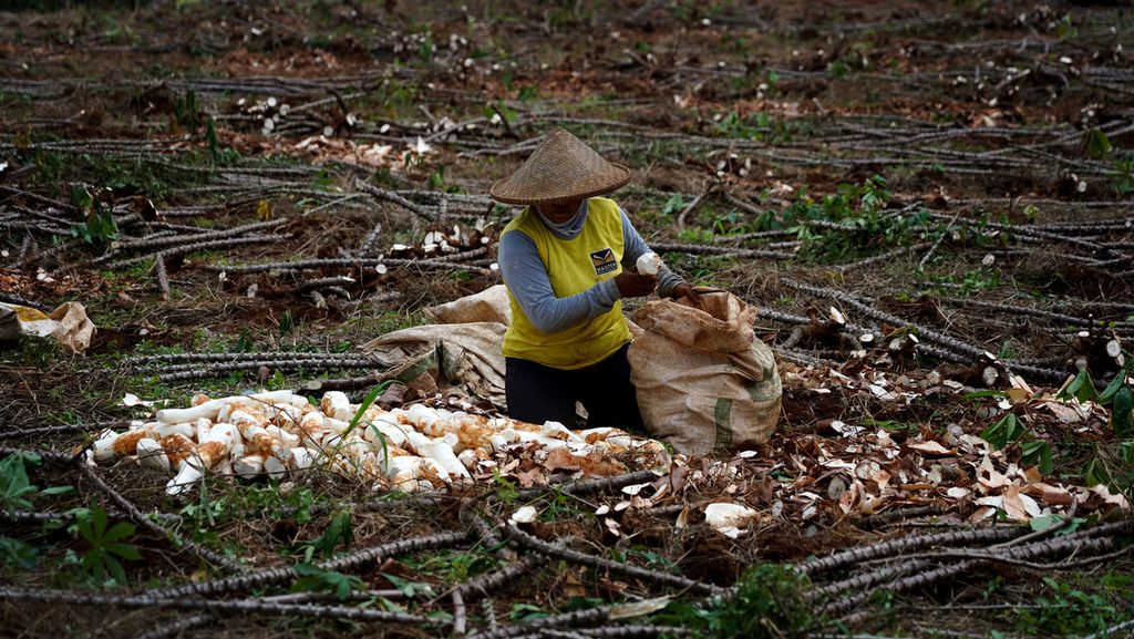 Erni (38) memasukkan singkong yang telah dikupas ke dalam karung setelah panen singkong di sebuah lahan di Cimanggis, Bojongede, Kabupaten Bogor, Jawa Barat, Jumat (26/3/2021). 