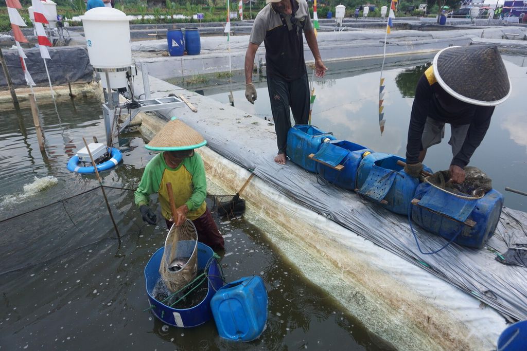 Pembudidaya ikan nila sedang panen ikan di Desa Purwosari, Kecamatan Baturraden, Kabupaten Banyumas, Jawa Tengah, Jumat (6/10/2023). Hasil panen kolam ini bisa maksimal dengan kapasitas 4.000 ikan karena menggunakan<i> aerator microbubble</i> dari PT Banoo Inovasi Indonesia yang bisa menjaga kadar oksigen terlarut.