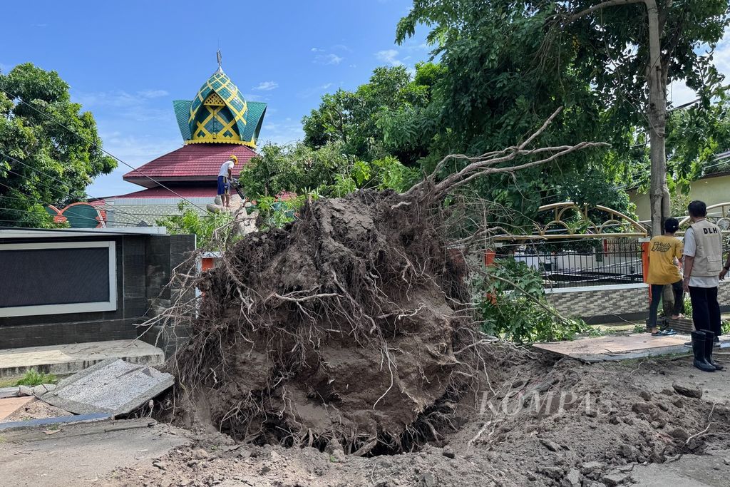 Pohon tumbang di kawasan Jalan Langko, Kota Mataram, Nusa Tenggara Barat, Rabu (13/3/2024).