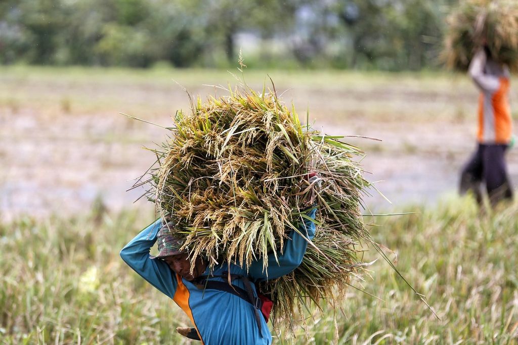 Buruh borongan asal Ngawi sedang memanen padi di Desa Pelem Gadung, Karangmalang, Sragen, Jawa Tengah, pada musim panen raya yang pertama, Rabu (1/3/2023). Harga gabah kering panen di tingkat petani Sragen dalam dua pekan terakhir ini anjlok dari Rp 5.900 per kilogram menjadi Rp 4.200 per kg.