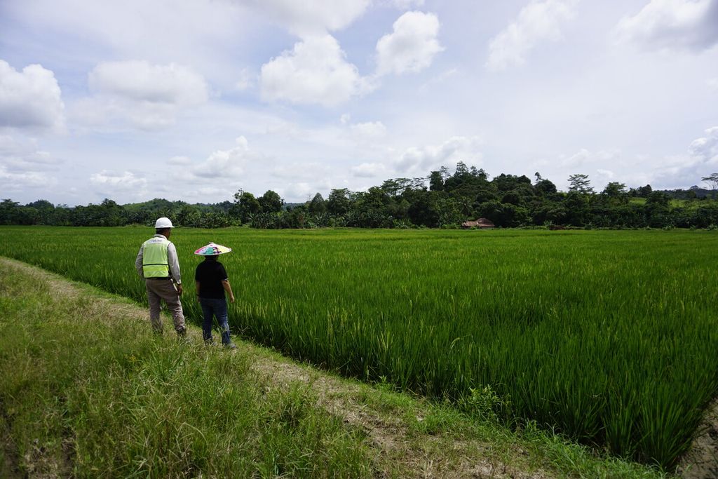 Sawah yang berada di atas lahan bekas galian tambang batubara di Jalan Letter S, Kecamatan Tenggarong Seberang, Kutai Kartanegata, Kalimantan Timur, Jumat (10/1/2019). 