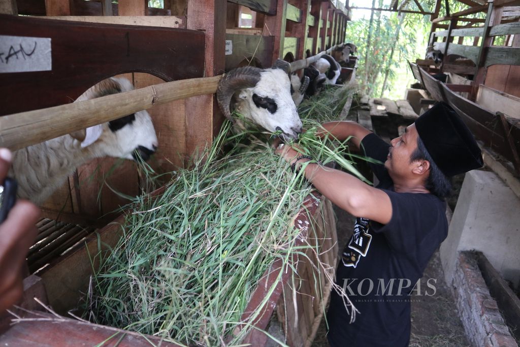 Muhammad Shobirin memberi makan dombanya di Santri Tani Farm, Desa Sampih, Kecamatan Susukanlebak, Kabupaten Cirebon, Jawa Barat, Senin (4/7/2022). Untuk mengantisipasi penyebaran penyakit mulut dan kuku, Santri Tani Farm menjual ternak kurban via daring.