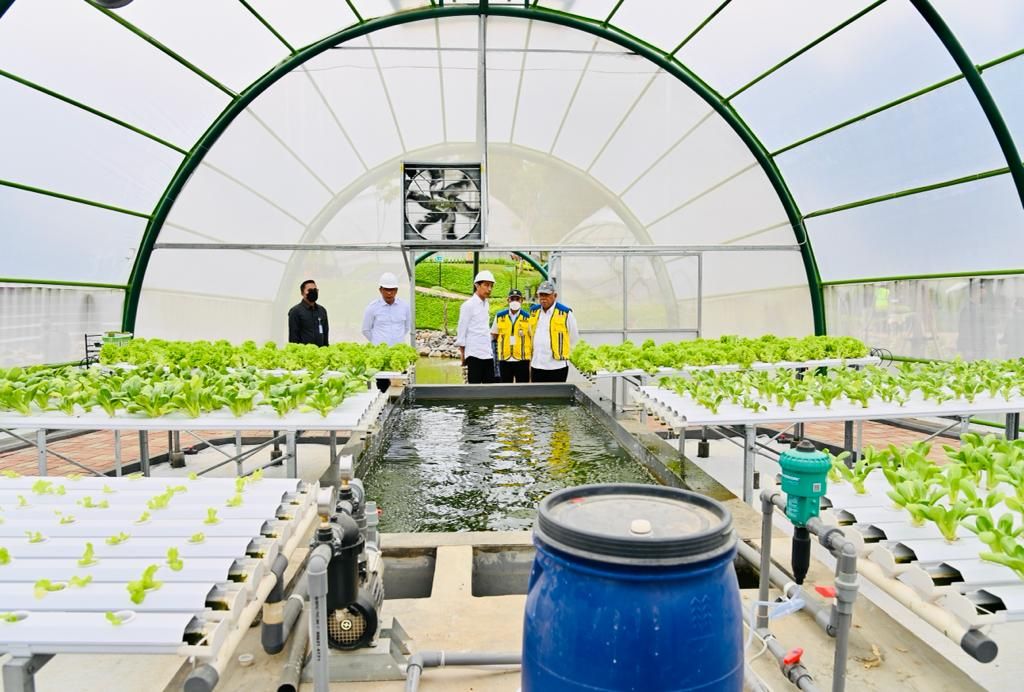 Salah satu fasilitas yang disiapkan di sekitar Bendungan Sukamahi adalah rumah kaca dengan beragam tanaman hidroponik. Seusai meresmikan Bendungan Sukamahi, Jumat (23/12/2022), Presiden Joko Widodo meninjau tanaman hidroponik ini. 