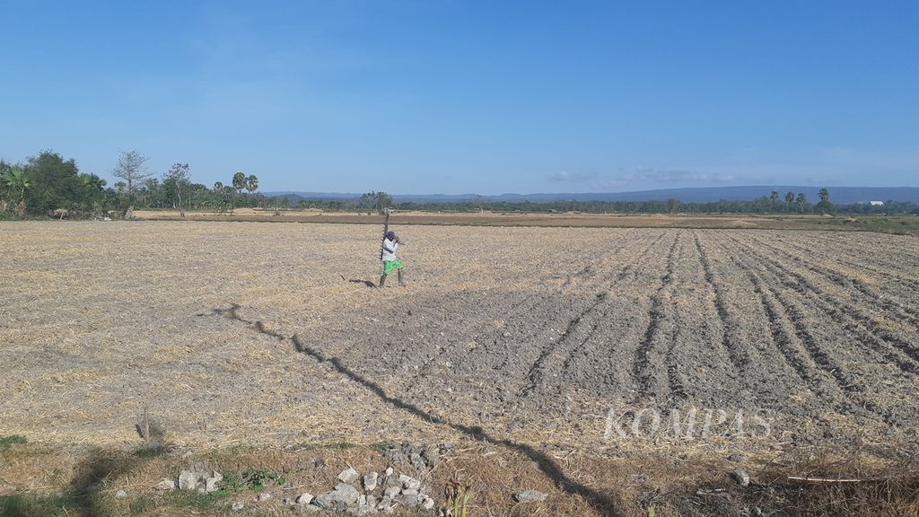 Seorang petani melintasi areal pertanian yang kekurangan air di Naibonat, Kabupaten Kupang, Nusa Tenggara Timur, Senin (21/6/2021). Badan Meteorologi, Klimatologi, dan Geofisika mengingatkan bahaya kekeringan di NTT.