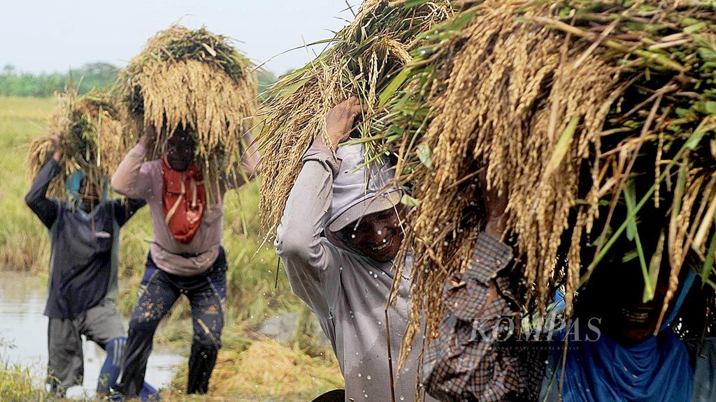 Buruh tani mengangkut gabah setelah dipanen di Desa Tlogoweru, Kecamatan Guntur, Kabupaten Demak, Jawa Tengah, Kamis (16/2). Harga gabah kering panen di tingkat petani saat ini Rp 2.500 per kilogram. 