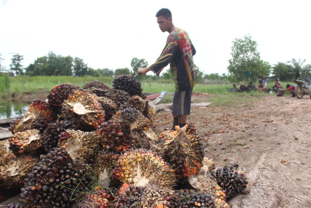 Petani sawit memindahkan sawit di lahan perkebunan sawit di Desa Sukarami, Kecamatan Pemulutan, Kabupaten Ogan Ilir, Sumatera Selatan, Kamis (14/2/2019). Saat ini harga kelapa sawit sedang naik, tetapi petani masih terkendala masalah infrastruktur.