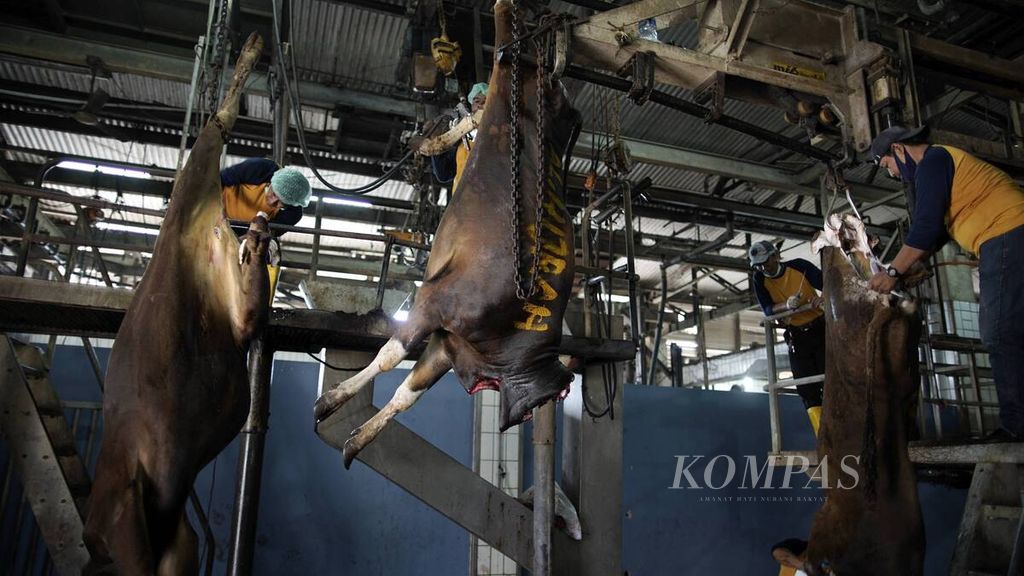  Aktivitas pekerja di rumah potong hewan (RPH) PD Dharma Jaya, Cakung, Jakarta Timur, Sabtu (1/8/2020). Ada sekitar 800 ekor sapi yang akan disembelih selama empat hari dalam rangka Idul Adha 1441 H. Pemotongan hewan kurban di Jakarta salah satunya dipusatkan di RPH tersebut untuk mencegah terjadinya kerumunan warga dan pencegahan penyebaran Covid-19. 