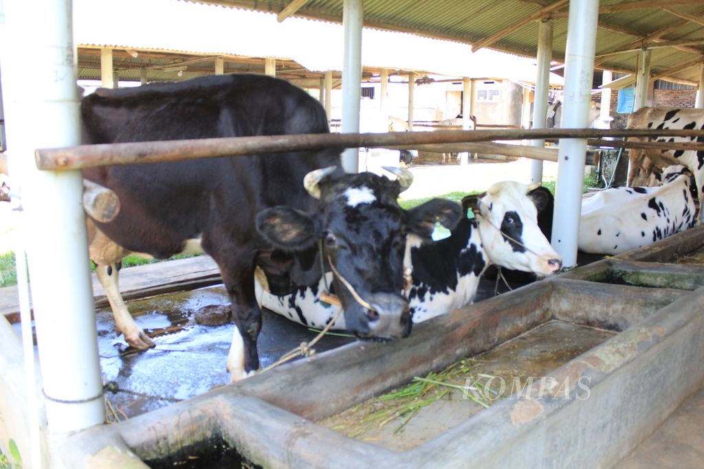 Potret sapi perah di kandang sapi Koperasi Produsen Karya Nugraha Jaya di Kecamatan Cigugur, Kabupaten Kuningan, Jawa Barat, Rabu (7/8/2024). Kotoran dari puluhan sapi di kandang itu diolah menjadi gas dan menghasilkan energi listrik untuk kebutuhan kandang, seperti membersihkan ternak dengan air hangat. 