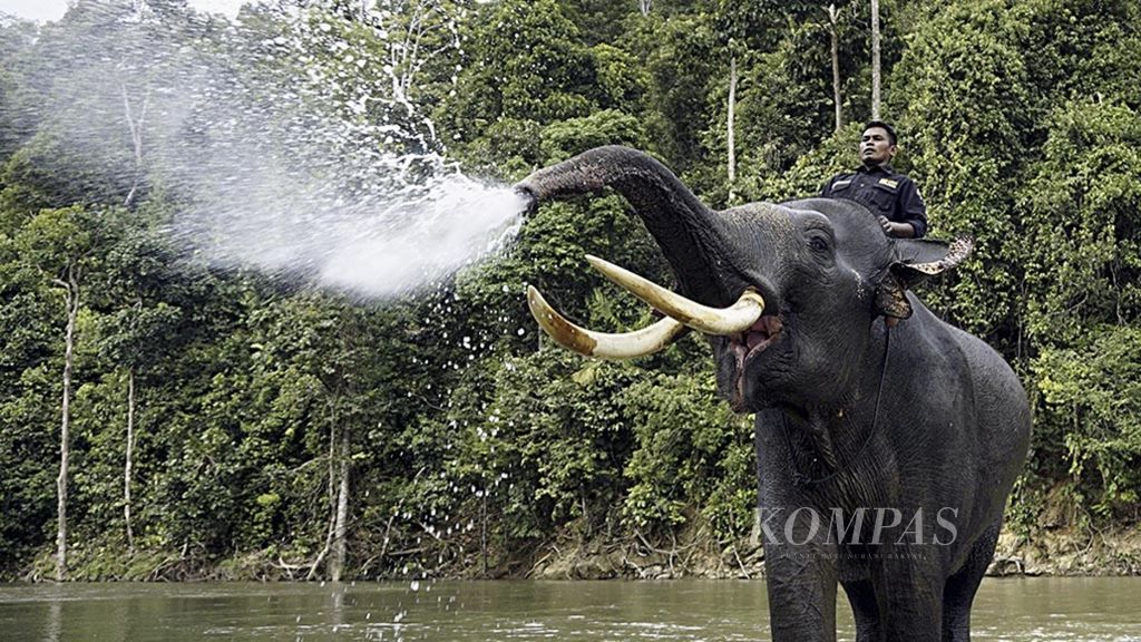 Gajah bermain di sungai dan menyemburkan air . Selain sebagai pusat mitigasi konflik gajah, fasilitas ini menjadi obyek wisata satwa lindung gajah.