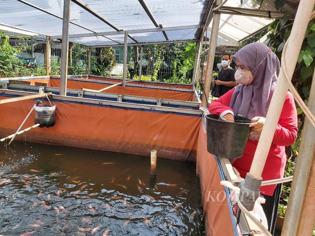 Ketua bank sampah Akkom Jakarta, Sarwo Indah Pujiutami sedang memberi makan ikan nila peliharaan Akkom di kantor Akkom Jakarta, pada Januari 2022.