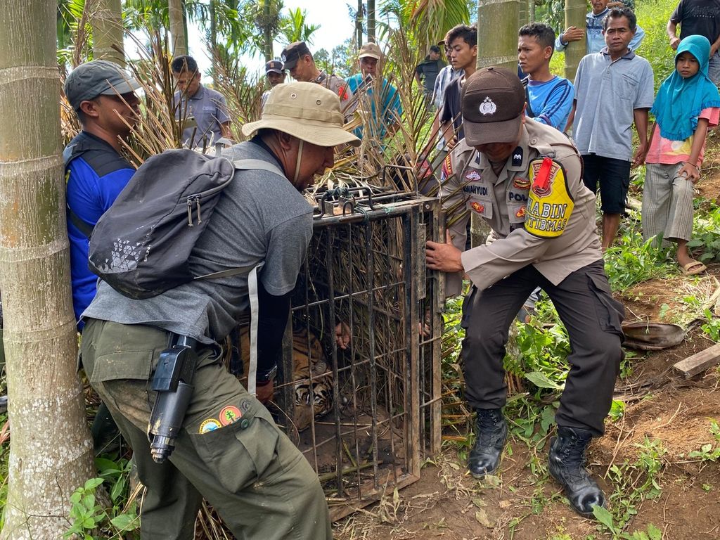 Petugas mengevakuasi harimau sumatera yang ditangkap karena berkonflik dengan manusia di Nagari Binjai, Kecamatan Tigo Nagari, Kabupaten Pasaman, Sumatera Barat, Minggu (5/2/2024). 