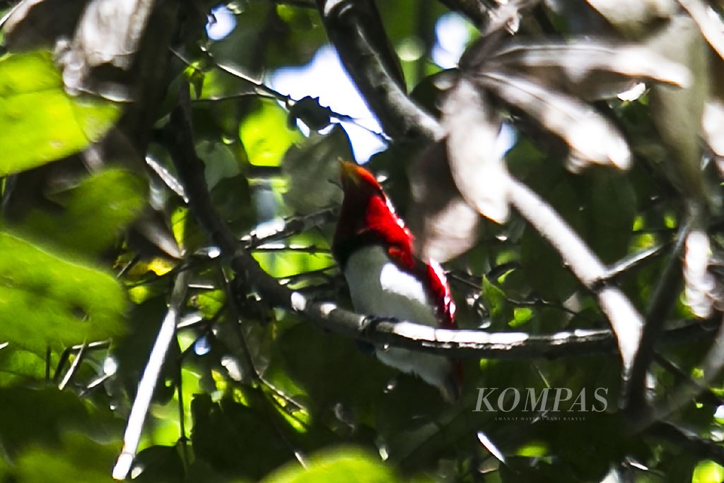 Burung cenderawasih raja atau <i>king of paradise</i> (<i>Cicinnurus regius</i>) bertengger di pucuk pohon di kawasan hutan Rhepang Muaif, Distrik Nimbokrang, Kabupaten Jayapura, Papua, Rabu (24/11/2021).