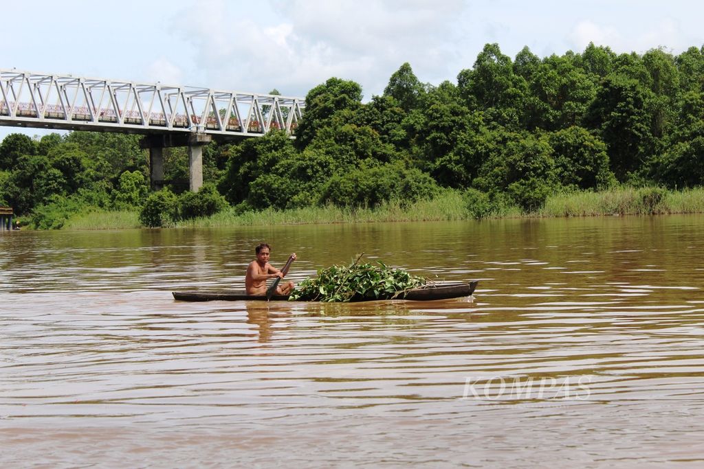 Warga Kota Palangkaraya mengumpulkan makanan ternak alami dari pinggir Sungai Kahayan, Kota Palangkaraya, Kalimantan Tengah, Sabtu (1/1/2022). Ia menggunakan jukung dalam bahasa Dayak Ngaju atau perahu kayu berdayung.