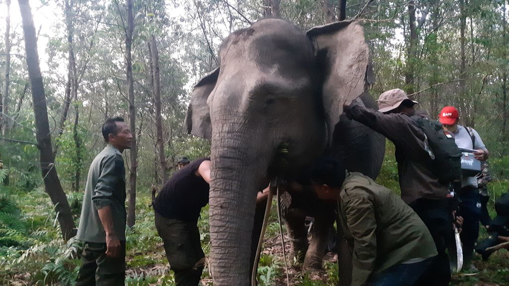 Petugas BKSDA Sumatera Selatan dan Perkumpulan Jejaring Hutan Satwa memasang GPS <i>collar</i> pada salah satu gajah sumatera liar di Kecamatan Air Sugihan, Kabupaten Ogan Komering Ilir, Sumatera Selatan, Jumat (13/5/2022).