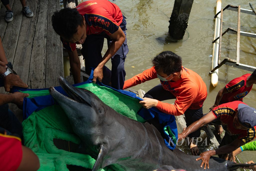 Petugas Damkar Kendari, BKSDA Sulawesi Tenggara, dan tim BPSPL Makassar mengevakuasi seekor lumba-lumba hidung botol (<i>Tursiops truncatus</i>) yang mati di Teluk Kendari, Sulawesi Tenggara, Jumat (4/2/2022). Lumba-lumba ini terjebak selama belasan jam di Sungai Wanggu sebelum dievakuasi. Dalam proses pengiriman, lumba-lumba ini tidak terselamatkan.