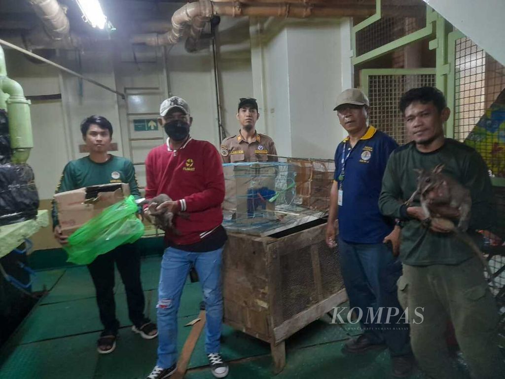 Tim BKSDA Sulawesi Tenggara mengevakuasi walabi atau kanguru kecil dan sejumlah burung dilindungi lainnya dari KM Nggapulu saat akan diselundupkan di Baubau, Sulawesi Tenggara, Jumat (19/4/2024). Pelaku penyelundupan belum tertangkap.