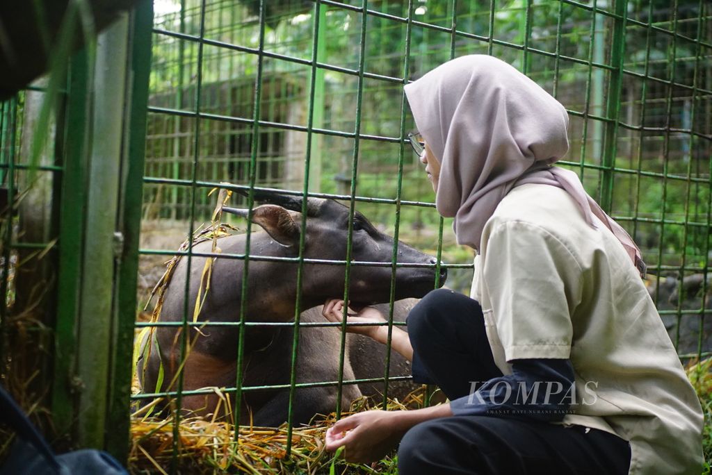 Drh Afifah Hasna, dokter hewan di Anoa Breeding Center Manado, pusat pengembangbiakan anoa di Sulawesi Utara, menengok keadaan salah satu anoa, Rabu (5/7/2023). Afifah adalah dokter hewan pertama yang berhasil membantu kelahiran anoa dataran rendah (<i>Bubalus depressicornis</i>) dengan operasi caesar.