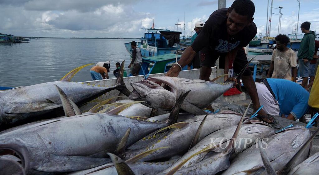 Pekerja menata ikan tuna hasil tangkapan nelayan yang baru datang di Pangkalan Pendaratan Ikan Klademak, Sorong, Papua Barat Daya, Jumat (9/6/2023). 