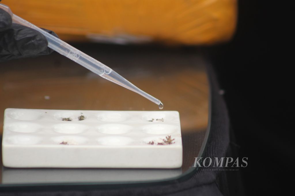 Badan Narkotika Nasional melakukan uji sampel terhadap ganja 200 kilogram ganja yang diselundupkan dari Aceh Besar, Selasa (2/4/2024).
