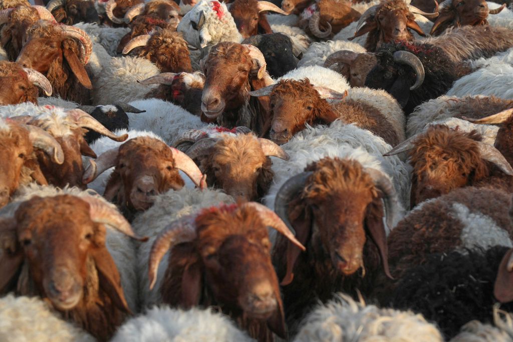Ratusan domba dijual untuk perayaan Idul Adha di sebuah pasar hewan di Arbil, Irak, Senin (4/11/2022). Unta, kambing, domba, dan sapi mendominasi hewan kurban di Irak.