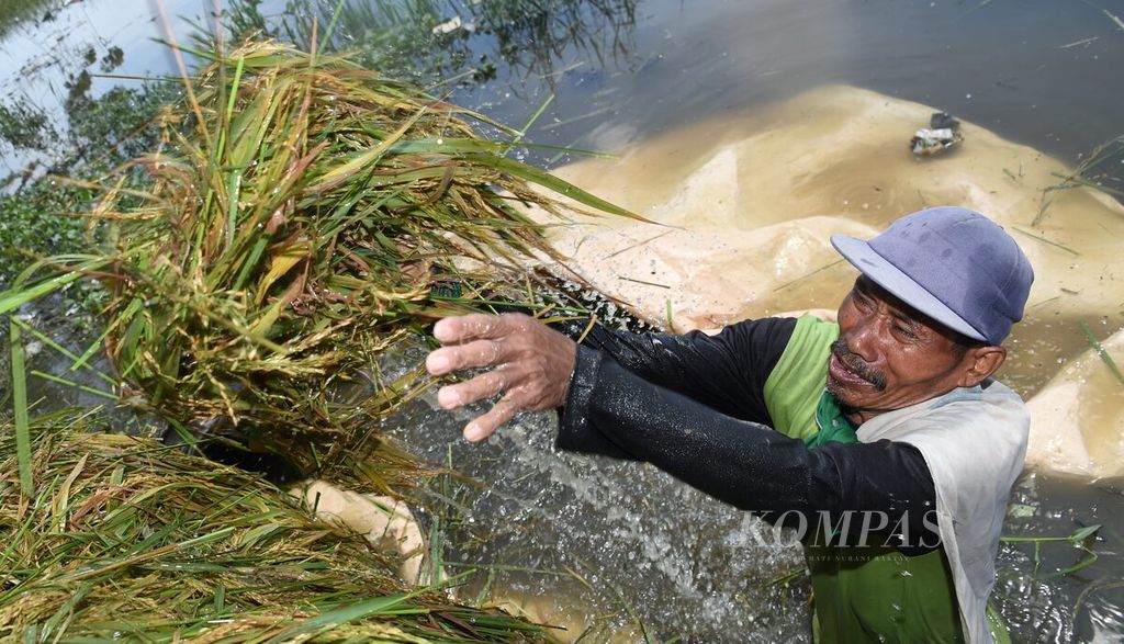 Petani mengangkat padi yang baru dipanen dini di persawahan yang tergenang banjir di Desa Kudungboto, Kacamatan Beji, Kabupaten Pasuruan, Jawa Timur, Selasa (3/11/2020). Untuk menghindari gagal panen akibat banjir, banyak petani memanen dini tanaman padinya.