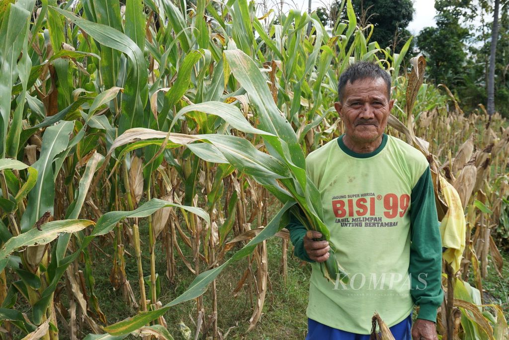Ali Hasan memangkas daun jagung untuk dijadikan pakan ternak di Kelurahan Tilihuwa, Kabupaten Gorontalo, Provinsi Gorontalo.