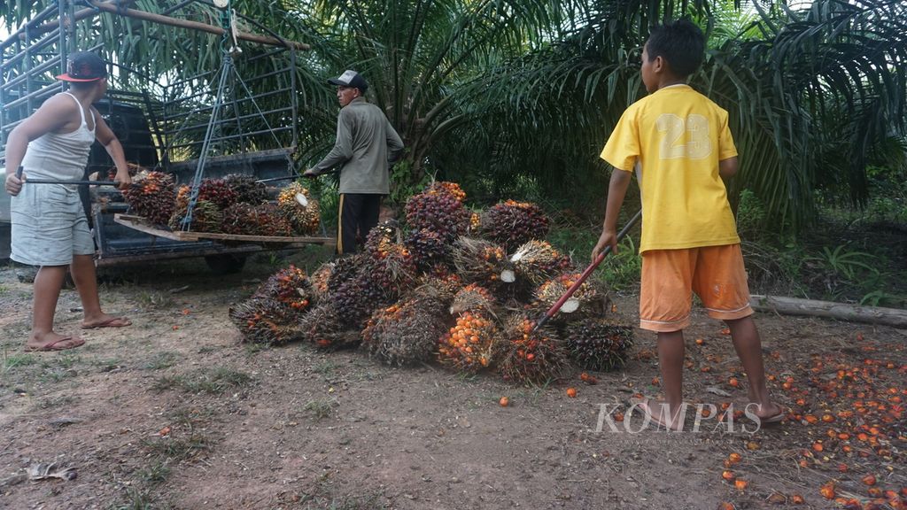 Seorang anak membantu ayah dan kakaknya memanen buah sawit di Desa Danau Sembuluh, Kabupaten Seruyan, Kalteng, pada akhir tahun 2018. Seruyan merupakan kabupaten dengan perkebunan sawit tertua. Di tempat ini, sawit pertama kali dikembangkan di Kalteng.
