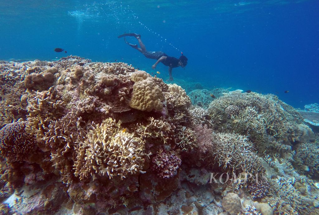 Wisatawan menikmati terumbu karang di Sombu, Wango-Wangi, Wakatobi, Sulawesi Tenggara, Selasa (21/6/2016).