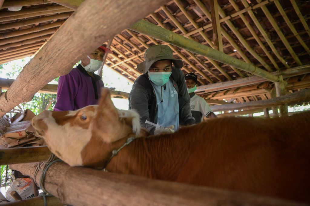  Petugas menyuntikkan vaksin antraks pada tubuh sapi ternak di Desa Dadapayu, Kecamatan Semanu, Kabupaten Gunungkidul, DI Yogyakarta, Rabu (22/1/2020). 