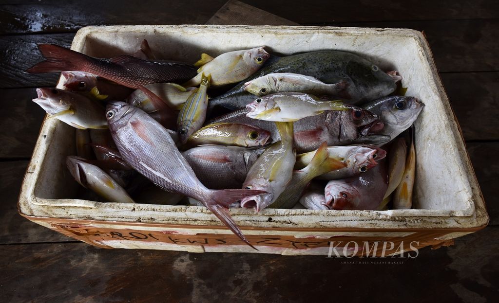 Kotak penyimpanan berisi ikan yang baru diturunkan dari perahu motor di Desa Kawasi, Pulau Obi, Halmahera Selatan, Maluku Utara, Minggu (26/11/2023). 