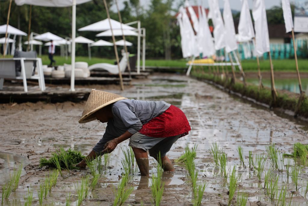 Petani menanam bibit padi di sawah yang berada di obyek wisata Svargabumi di Desa Borobudur, Kecamatan Borobudur, Kabupaten Magelang, Jawa Tengah, Rabu (1/6/2022). Obyek wisata yang dibuka sejak pertengahan 2020 ini mengandalkan sawah dan pesona Candi Borobudur sebagai daya tarik utama.