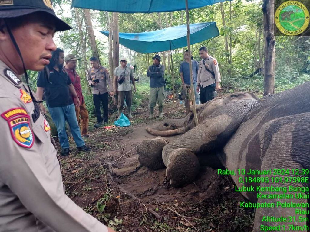 Polisi meninjau lokasi gajah mati akibat diracun di Taman Nasional Tesso Nilo, Pelalawan, Riau, Rabu (10/1/2024).