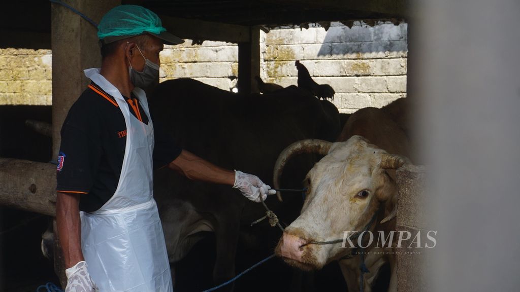 An animal health officer checks the condition of sick cattle in Mojosongo District, Boyolali Regency, Central Java, Friday (13/5/2022).