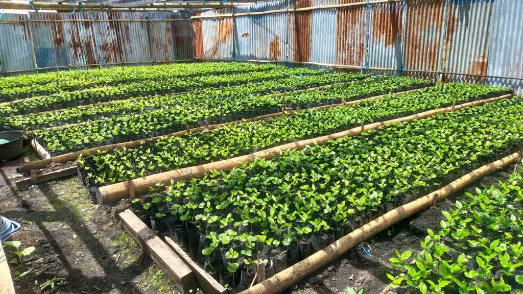 Sebanyak 15.000 anakan kopi arabika lini S siap dibagikan kepada 23 anggota kelompok tani kopi di Desa Wolowoe, Kecamatan Bajawa, Kabupaten Ngada, Nusa Tenggara Timur, Jumat (2/2/2024). 